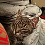 Wesker is registered to the contest to win money with this photo: cat, tabby, sleeping, cozy, blanket, bed, indoor, fur, pet, whiskers, closeup, relaxation, cute, animal, mammal, domestic, soft, resting, comfort, nap