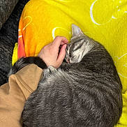 Wesker joined the competition — help win amazing prizes! cat, tabby_cat, sleeping, pet, hand, yellow_blanket, cozy, fur, curled_up, resting, indoor, comfort, warm_colors, human, tattoo, clothing, sleeve, relaxation, close_up, nap