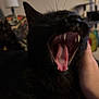 cat, black_cat, yawning, teeth, tongue, pet, animal, indoor, hand, closeup, feline, mouth_open, whiskers, fur, domestic_cat, blurred_background, household, lamp, comfort, resting