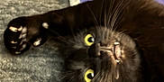 Arklay joined the competition — help win amazing prizes! cat, black_cat, pet, animal, yellow_eyes, whiskers, claws, playing, lying_down, blanket, purple_blanket, cozy, fur, indoor, curious, paw, close_up, cute, relaxed, feline
