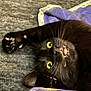 cat, black_cat, pet, animal, yellow_eyes, whiskers, claws, playing, lying_down, blanket, purple_blanket, cozy, fur, indoor, curious, paw, close_up, cute, relaxed, feline