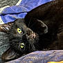 black_cat, cat, pet, feline, close_up, green_eyes, fangs, whiskers, lying_down, blanket, blue_blanket, yellow_pattern, cozy, fur, cute, playful, indoor, animal, sleepy, relaxed
