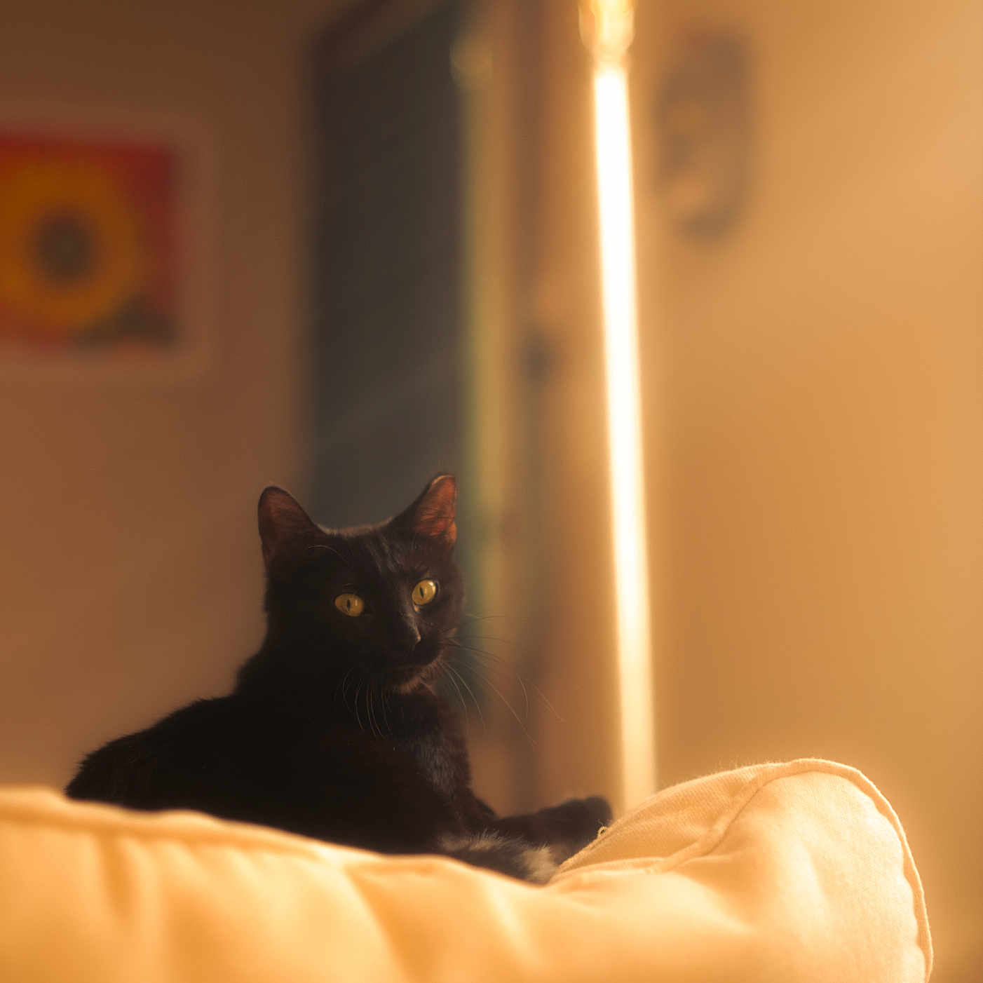 Arklay joined the competition — help win amazing prizes! animal, black_cat, blurred_background, cat, cozy, cushion, feline, furniture, home, indoor, painting, pet, portrait, relaxing, resting, soft_light, sunlight, wall, window, yellow_eyes