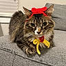 animal, cat, closeup, couch, cute, domestic, ears, feline, fur, gray_furniture, indoor, knitted_accessory, looking_at_camera, pet, portrait, red_bow, relaxed, tabby, whiskers, yellow_bow