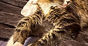 Nori joined the competition — help win amazing prizes! bed, bedroom, blanket, cat, close_up, cozy, domestic_animal, fur, indoor, longhair_cat, paw, pet, portrait, relaxed, sleeping, tabby, towel, whiskered_face, whiskers, white_paws