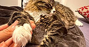 Nori is registered to the contest to win money with this photo: bed, bedroom, blanket, cat, closeup, cozy, domestic, fur, human_hand, indoor, paw, pet, pillow, relaxed, sleeping, soft_lighting, tabby_cat, towel, whiskers, white_paws