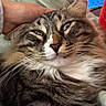 animal, blanket, cat, closeup, comfort, cute, domestic_animal, face, feline, fluffy, fur, hand, indoor, mammal, pet, relaxation, resting, sleepy, tabby, whiskers