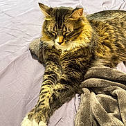 Nori is registered to the contest to win money with this photo: cat, tabby_cat, long_fur, white_paws, paws, whiskers, striped_fur, bed, blanket, bedding, cozy, sleepy, relaxed, indoor, pet, feline, closeup, portrait, soft_texture, furniture