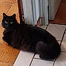 Minouche a rejoint le concours — aidez-le/la à gagner de superbes lots ! animal, black_cat, cat, curious, domestic_cat, doorframe, feline, floor, fluffy, fur, house, indoor, looking_back, orange_tiles, pet, resting, room, tile_floor, whiskers, white_tiles