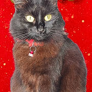 Minouche participe au concours pour gagner de l'argent avec cette photo : animal, black_cat, bow, cat, christmas, collar, cute, decoration, feline, festive, fur, holiday, holiday_theme, indoor, ornament, pet, portrait, red_background, whiskers, winter