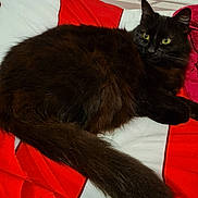 Minouche participe au concours pour gagner de l'argent avec cette photo : cat, black_cat, pet, bed, bedding, red, white, fur, tail, green_eyes, eyes, portrait, relaxed, indoors, blanket, cozy, feline, whiskers, resting, domestic_animal