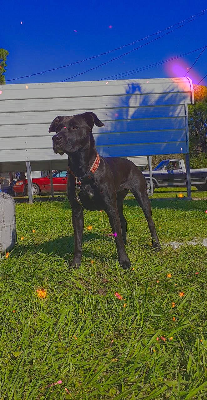 Ellie is registered to the contest to win money with this photo: canidae, carnivore, chair, collar, companion_dog, dog, dog_breed, dog_collar, dog_supply, fawn, grass, guard_dog, gun_dog, plant, sky, snout, sporting_group, tail, working_animal, working_dog