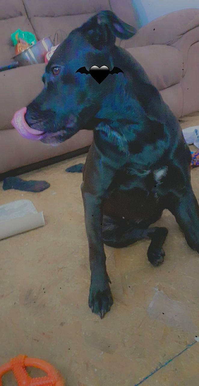 Ellie is registered to the contest to win money with this photo: canidae, carnivore, collar, companion_dog, dog, dog_breed, dog_collar, dog_supply, fawn, grey, guard_dog, non_sporting_group, pet_supply, rampur_greyhound, snout, sporting_group, terrestrial_animal, whiskers, working_animal, working_dog