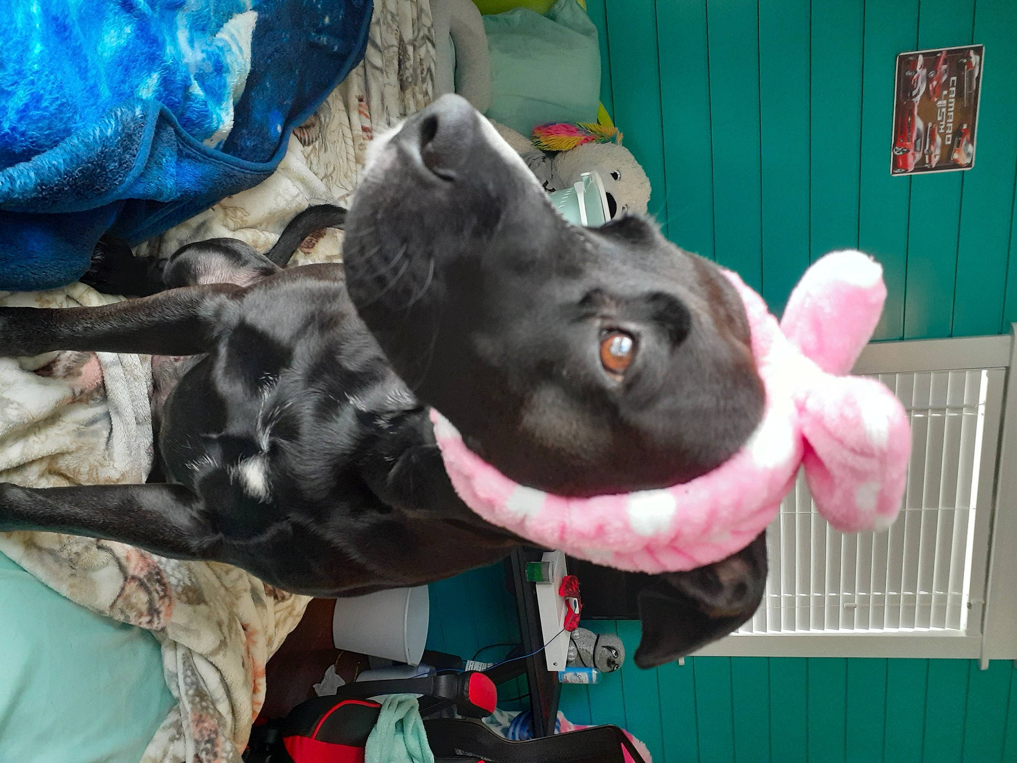 Ellie joined the competition — help win amazing prizes! blue, dog_breed, ear, electric_blue, fashion_accessory, fawn, fur, gesture, livestock, mammal, non_sporting_group, plastic_bag, snout, suidae, terrestrial_animal, toy, working_animal