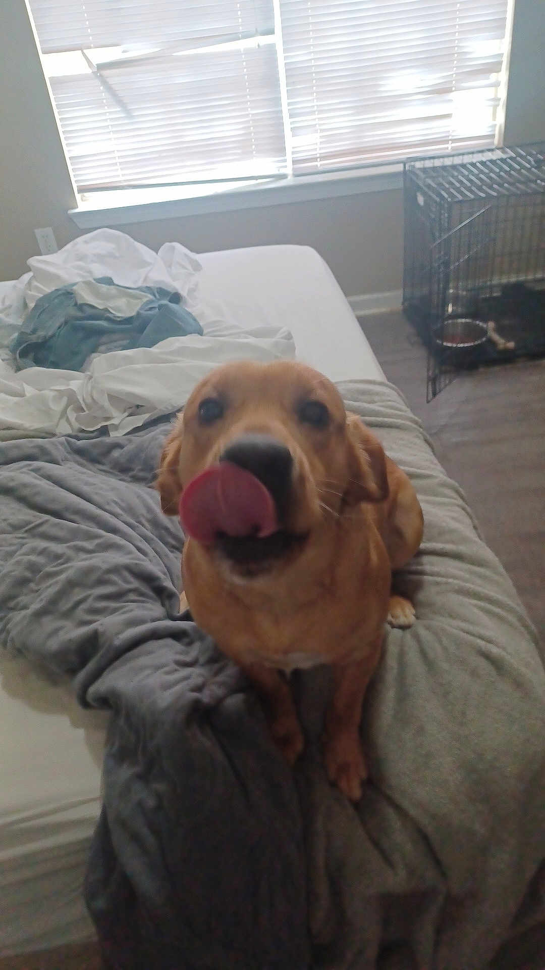 Clyde Dale is registered to the contest to win money with this photo: dog, bed, blanket, tongue_out, indoor, window, blinds, crate, floor, food_bowl, pet, animal, fur, cute, cozy, home, resting, looking_up, mammal, canine