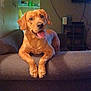 Clyde Dale joined the competition — help win amazing prizes! dog, couch, living_room, pet, tongue_out, happy, indoor, furniture, smiling, golden_brown, canine, animal, sitting, home, relaxed, domestic, ears, fur, friendly, mammal