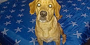 Clyde Dale is registered to the contest to win money with this photo: dog, bed, blue_bedspread, starfish_pattern, indoor, room, table, window, curtains, wooden_floor, flash_reflection, pet, animal, canine, furniture, neutral_wall, sitting, looking_at_camera, domestic, home