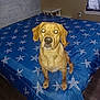 dog, bed, blue_bedspread, starfish_pattern, indoor, room, table, window, curtains, wooden_floor, flash_reflection, pet, animal, canine, furniture, neutral_wall, sitting, looking_at_camera, domestic, home