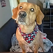 Clyde Dale is registered to the contest to win money with this photo: dog, bandana, heart_pattern, golden_fur, pet, couch, blanket, indoor, living_room, furniture, sitting, curious, cute, canine, domestic_animal, looking_up, ears, snout, paw, companion