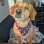 dog, bandana, heart_pattern, golden_fur, pet, couch, blanket, indoor, living_room, furniture, sitting, curious, cute, canine, domestic_animal, looking_up, ears, snout, paw, companion