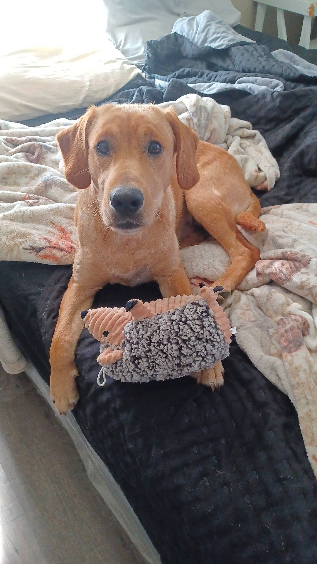 Clyde Dale joined the competition — help win amazing prizes! adventure, canidae, carnivore, collar, companion_dog, dog, dog_breed, dog_collar, dog_supply, fawn, fur, hound, liver, pet_supply, sand, snout, sporting_group, whiskers, wood, working_animal