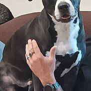 Theo is registered to the contest to win money with this photo: animal, attention, black_and_white, companion, couch, cute, dog, domestic, friendly, fur, hand, indoor, looking, paw, person, pet, relaxed, ring, sitting, watch