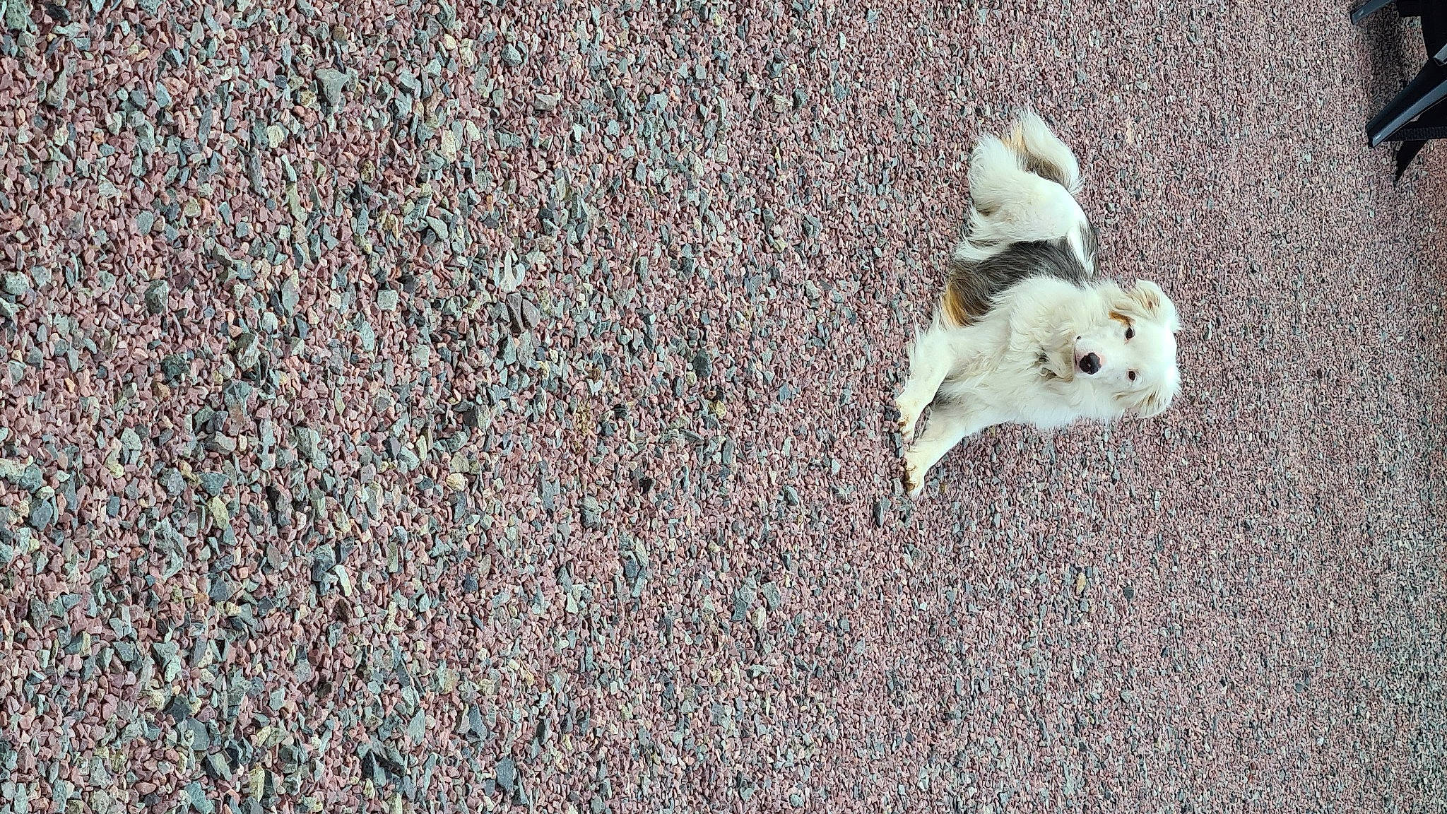 Radja participe au concours pour gagner de l'argent avec cette photo : asphalt, canidae, carnivore, companion_dog, dog, dog_breed, flooring, fur, grass, paw, plant, road_surface, sand, sidewalk, soil, sporting_group, tail, tar, terrier, toy_dog
