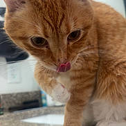 Sol is registered to the contest to win money with this photo: animal, cat, cleaning, close_up, curious, cute, domestic_animal, ears, eyes, feline, granite_countertop, household, indoor, mirror, nose, orange_tabby, paw, pet, tongue_out, whiskers