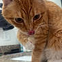 animal, cat, cleaning, close_up, curious, cute, domestic_animal, ears, eyes, feline, granite_countertop, household, indoor, mirror, nose, orange_tabby, paw, pet, tongue_out, whiskers