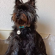 Thaïs a rejoint le concours — aidez-le/la à gagner de superbes lots ! dog, black_dog, collar, pet_tag, fur, scruffy, indoor, wall, texture, sitting, attentive, animal, cute, portrait, pet, canine, furry, domestic_animal, closeup, companion