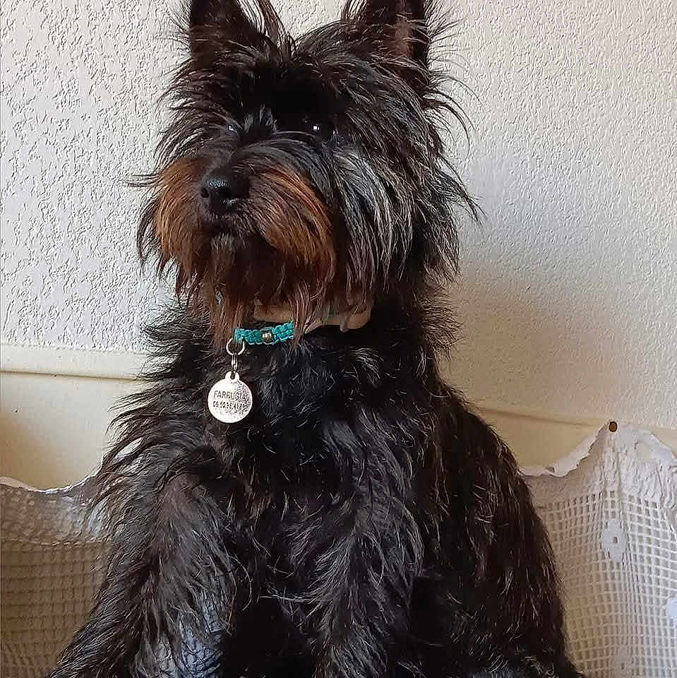 Thaïs a rejoint le concours — aidez-le/la à gagner de superbes lots ! dog, black_dog, collar, pet_tag, fur, scruffy, indoor, wall, texture, sitting, attentive, animal, cute, portrait, pet, canine, furry, domestic_animal, closeup, companion