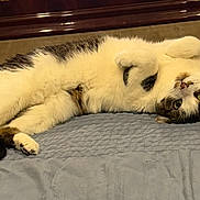 Moana is registered to the contest to win money with this photo: cat, pet, animal, feline, fluffy, white_fur, brown_fur, lying_down, upside_down, belly_up, raised_paws, green_eyes, relaxed, playful, cute, bed, quilt, indoors, portrait, sleeping_area