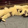 cat, pet, animal, feline, fluffy, white_fur, brown_fur, lying_down, upside_down, belly_up, raised_paws, green_eyes, relaxed, playful, cute, bed, quilt, indoors, portrait, sleeping_area
