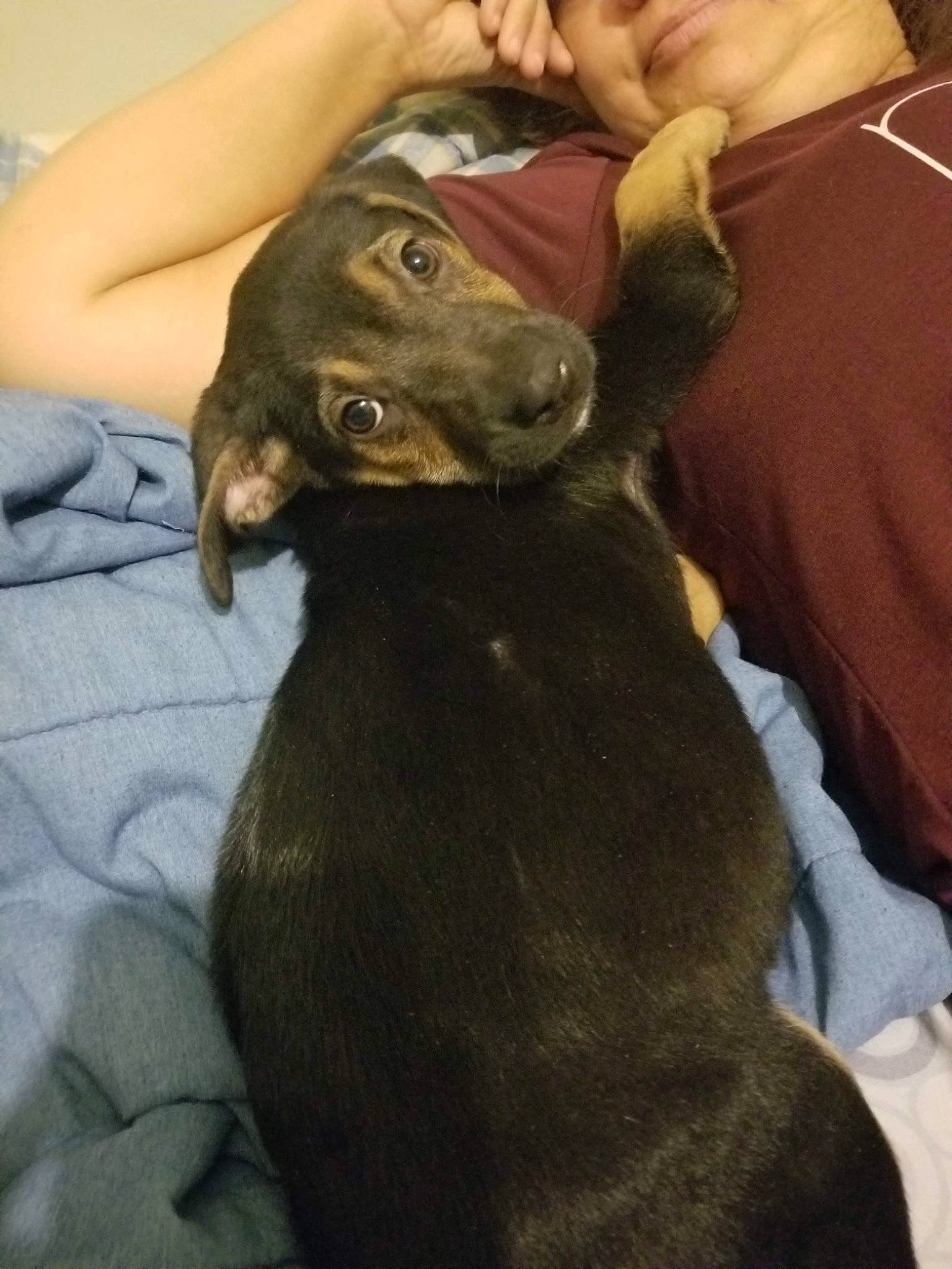 Franky is registered to the contest to win money with this photo: canidae, carnivore, comfort, companion_dog, dog, dog_breed, ear, fawn, fur, gesture, guard_dog, liver, mammal, non_sporting_group, snout, sporting_group, t_shirt, toy_dog, whiskers, working_animal