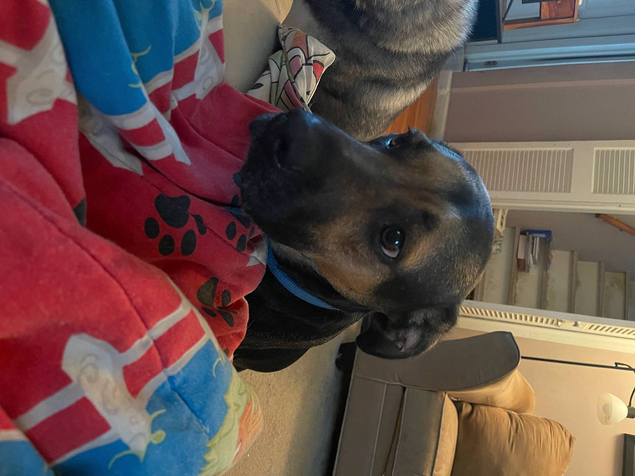 Franky joined the competition — help win amazing prizes! canidae, carmine, carnivore, collar, comfort, companion_dog, dog, dog_breed, dog_supply, fashion_accessory, fawn, fur, hat, helmet, mammal, personal_protective_equipment, selfie, snout, sporting_group, working_animal