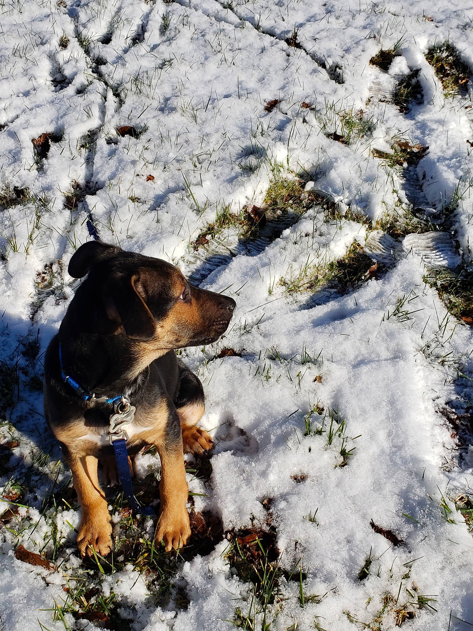 Franky joined the competition — help win amazing prizes! canidae, carnivore, dog, dog_breed, electric_blue, fawn, freezing, fur, grass, landscape, plant, precipitation, shadow, snout, snow, sporting_group, tail, winter, working_animal, working_dog
