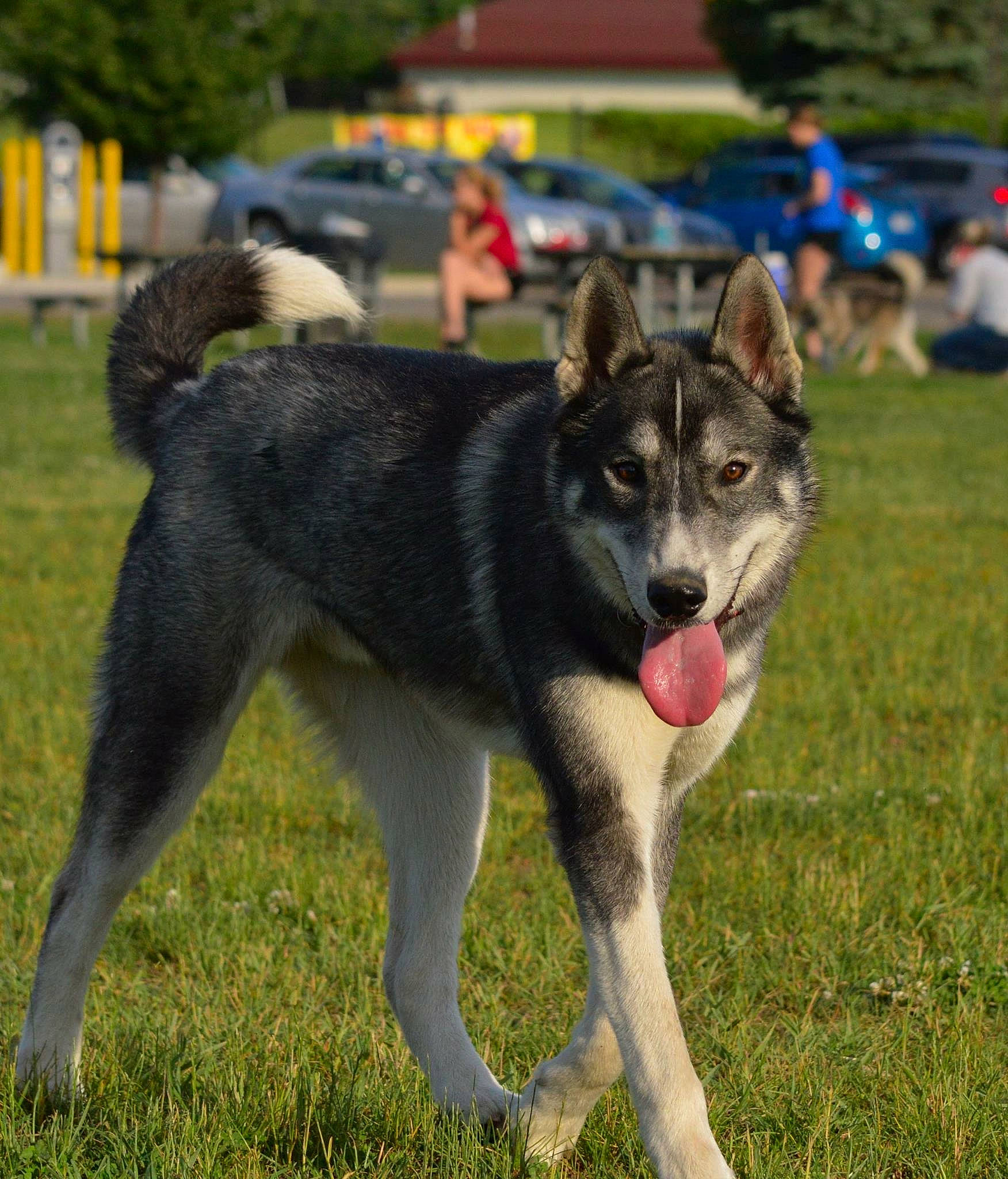 Odin joined the competition — help win amazing prizes! ancient_dog_breeds, canidae, carnivore, companion_dog, dog, dog_breed, grass, non_sporting_group, pet_supply, plant, sled_dog, sporting_group, tail, terrestrial_animal, tree, wheel, working_animal, working_dog