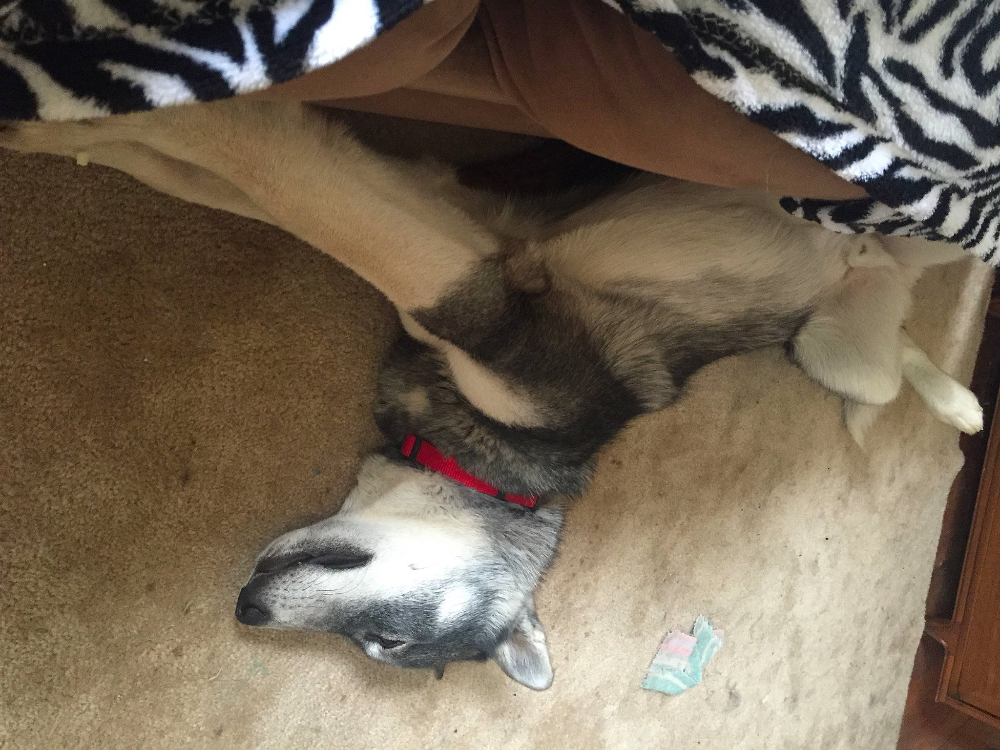 Odin is registered to the contest to win money with this photo: canidae, carmine, carnivore, comfort, companion_dog, dog_breed, fawn, foot, fur, grey, hardwood, non_sporting_group, paw, snout, sporting_group, tail, terrestrial_animal, whiskers, wood, working_animal