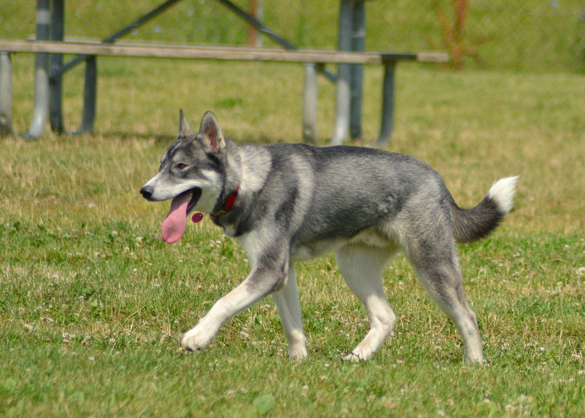 Odin is registered to the contest to win money with this photo: ancient_dog_breeds, canidae, carnivore, collar, companion_dog, dog, dog_breed, fence, grass, herding_dog, pet_supply, sled_dog, sporting_group, sulimov_dog, tail, terrestrial_animal, tire, vehicle, working_animal, working_dog