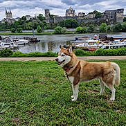 Thor a rejoint le concours — aidez-le/la à gagner de superbes lots ! animal, boats, canine, castle, church, cloudy_sky, dog, grass, greenery, historic_building, husky, landscape, leash, nature, outdoor, park, river, scenic, trees, water