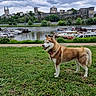 animal, boats, canine, castle, church, cloudy_sky, dog, grass, greenery, historic_building, husky, landscape, leash, nature, outdoor, park, river, scenic, trees, water
