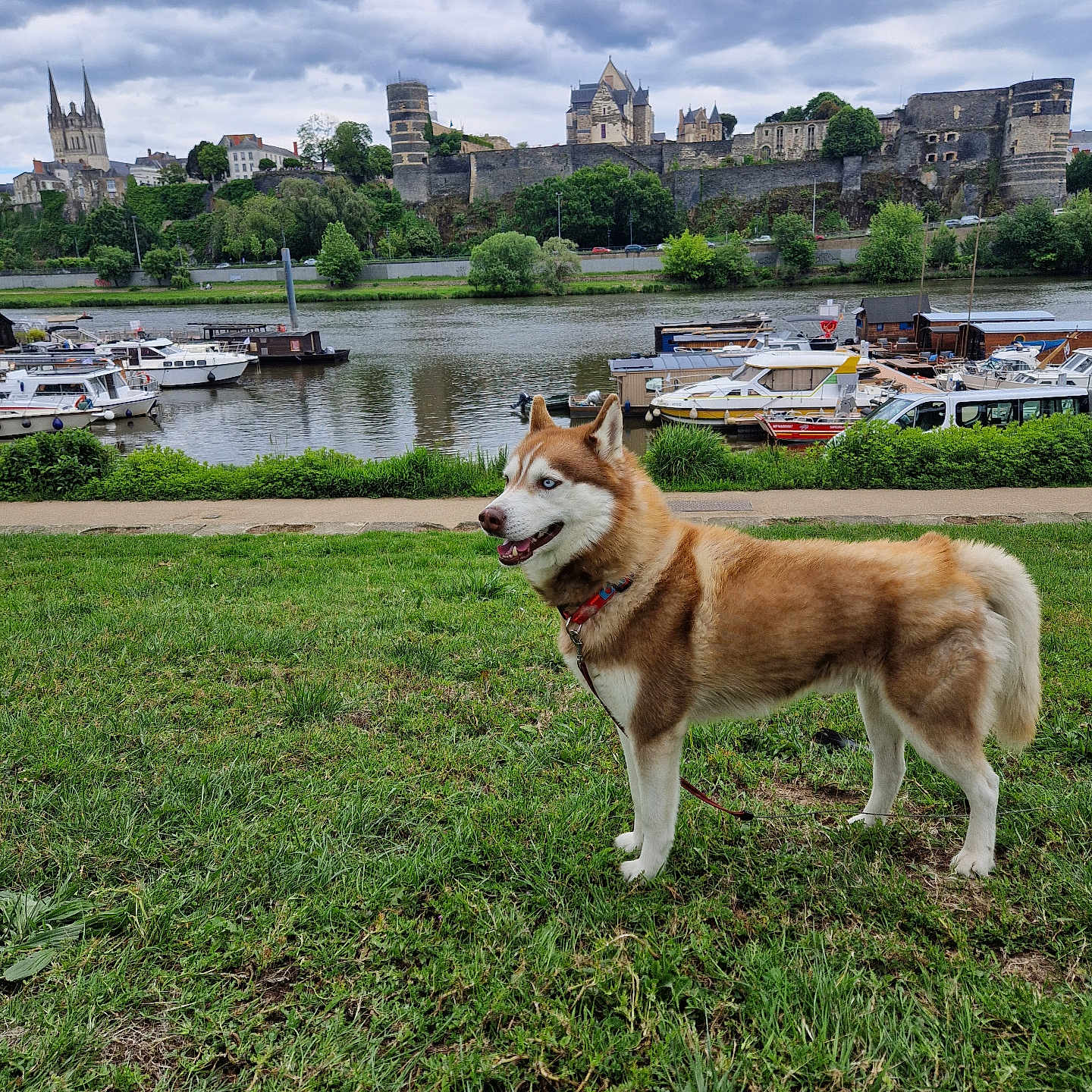 Thor a rejoint le concours — aidez-le/la à gagner de superbes lots ! animal, boats, canine, castle, church, cloudy_sky, dog, grass, greenery, historic_building, husky, landscape, leash, nature, outdoor, park, river, scenic, trees, water