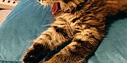 Mia participe au concours pour gagner de l'argent avec cette photo : abyssinian, adult, animal, blanket, bodypart, cat, couch, cushion, female, furniture, homedecor, indoors, kitten, manx, mouth, person, pet, siamese, tongue, woman