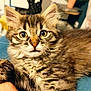 Mia participe au concours pour gagner de l'argent avec cette photo : abyssinian, animal, bodypart, brasssection, cat, couch, finger, furniture, hand, horn, kitten, manx, musicalinstrument, person, pet, siamese