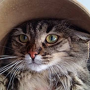Mia participe au concours pour gagner de l'argent avec cette photo : abyssinian, accessories, animal, baseballcap, bodypart, cap, cat, clothing, cowboyhat, face, glasses, hat, head, kitten, manx, person, pet, photography, portrait, sunhat