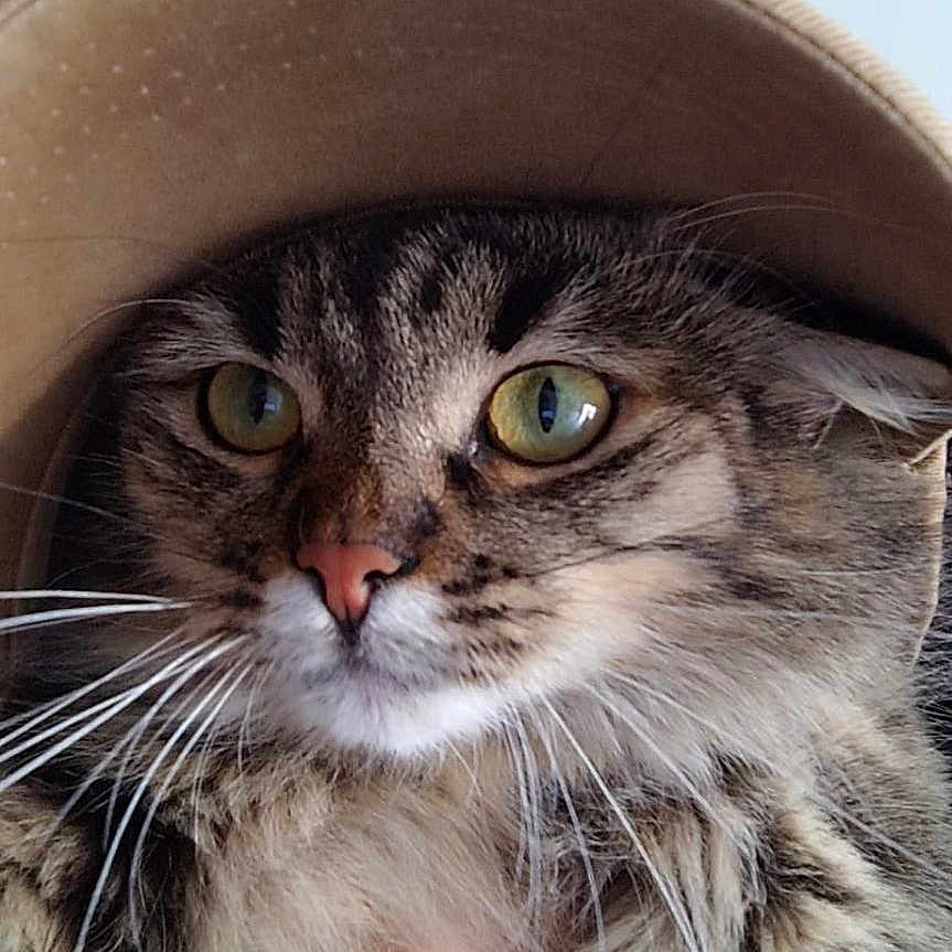 Mia participe au concours pour gagner de l'argent avec cette photo : abyssinian, accessories, animal, baseballcap, bodypart, cap, cat, clothing, cowboyhat, face, glasses, hat, head, kitten, manx, person, pet, photography, portrait, sunhat