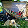 daytime, dog, garden_tools, golden_retriever, grass, greenery, hammock, happy, leisure, nature, outdoor, pet, relaxing, shade, shed, smiling, sunglasses, sunlight, woman, wooden_shed