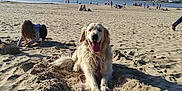 Loustyk participe au concours pour gagner de l'argent avec cette photo : adult, animal, beach, canine, child, coast, dog, female, girl, goldenretriever, male, man, nature, outdoors, person, pet, sea, shoreline, soil, water