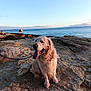 animal, canine, coast, daytime, dog, golden_retriever, happy, landscape, leash, nature, ocean, outdoor, pet, rock, sea, sky, sunlight, sunset, tongue_out, water