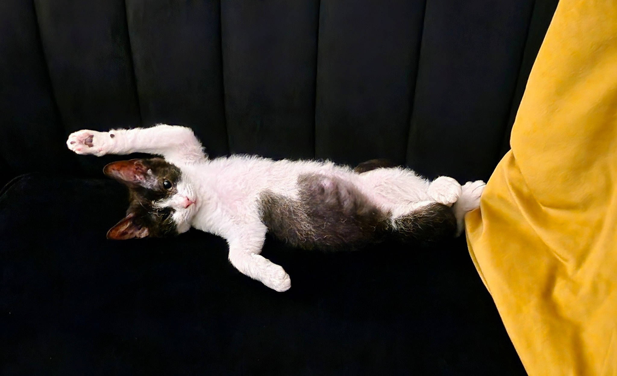 Neko joined the competition — help win amazing prizes! canidae, carnivore, cat, claw, comfort, companion_dog, couch, dog_breed, domestic_short_haired_cat, felidae, fur, grey, linens, paw, sleeve, small_to_medium_sized_cats, snout, sporting_group, tail, whiskers